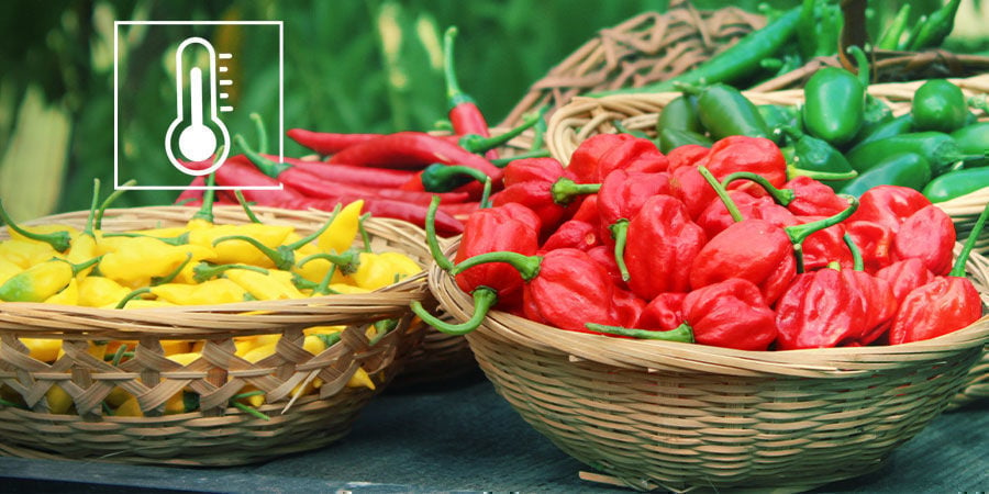 The Scoville Scale Explained