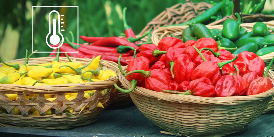 The Scoville Scale Explained