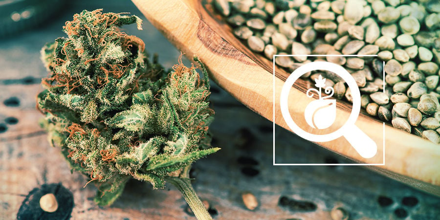 Cannabis Seedfinder: Select The Best Cannabis Seeds