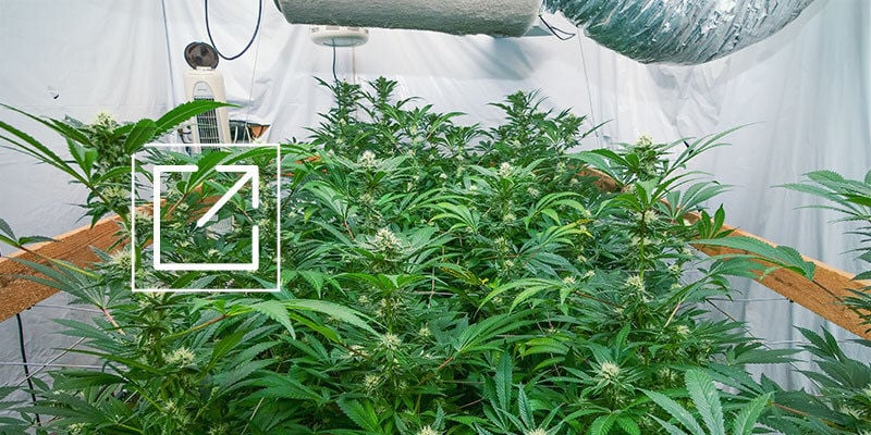 Maximise Your Cannabis Grow Space