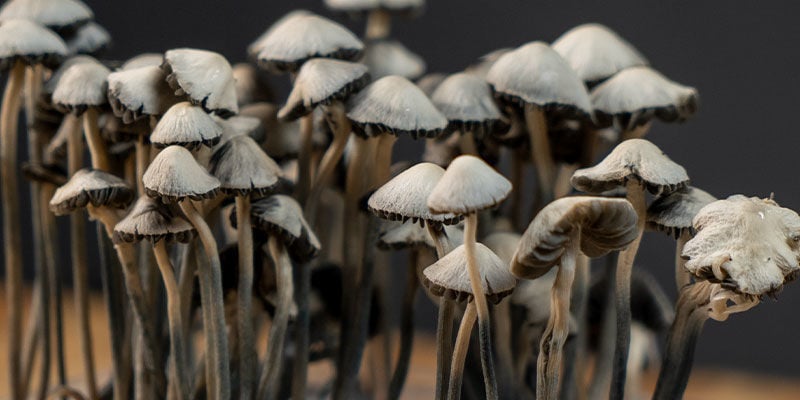 How To Dry Magic Mushrooms - Zamnesia