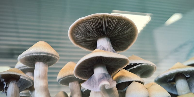 Different Strains Psilocybe cubensis: Different Strains