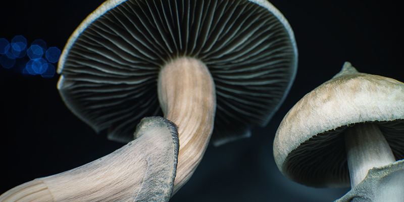Gills Psilocybe cubensis: Gills