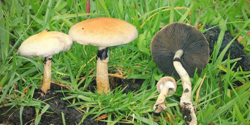 How Did Psilocybe Cubensis Gain Popularity? How Did Psilocybe cubensis Gain Popularity?