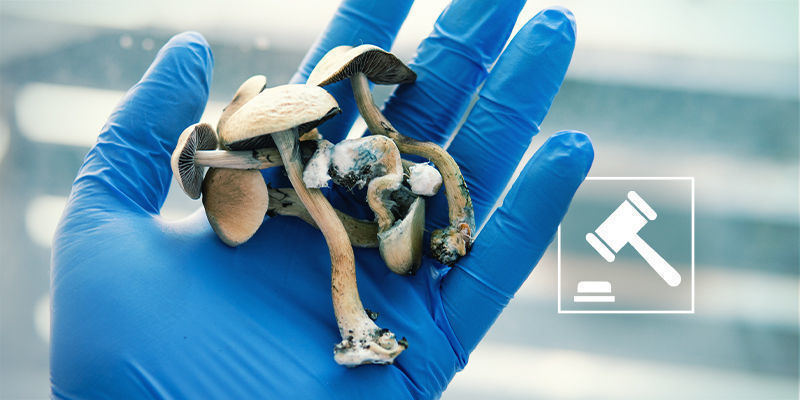 Legality Of Psilocybe Cubensis Legality of Psilocybe cubensis