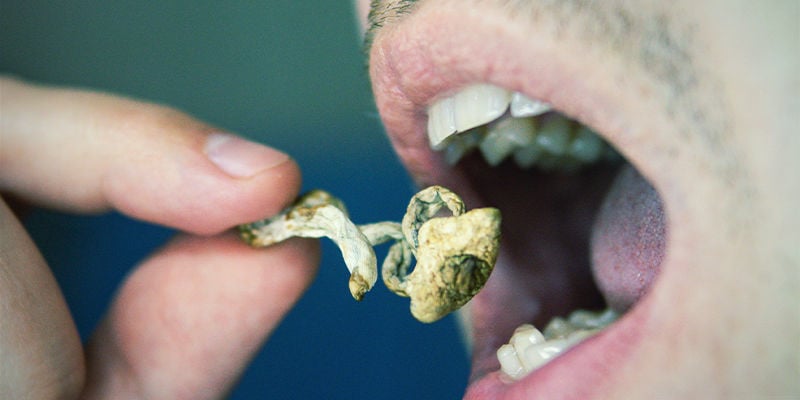 Psilocybe Cubensis Usage Psilocybe cubensis Usage