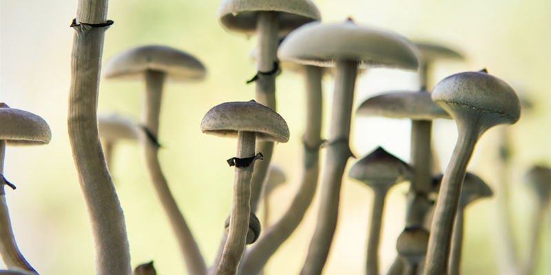 Stem Psilocybe cubensis: Stem