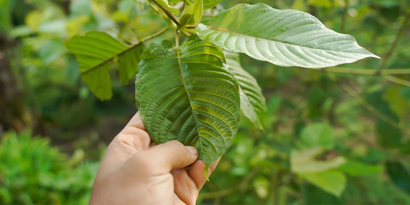 What is kratom?