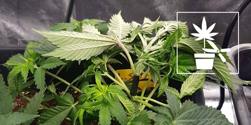 The Complete Beginners Guide To Different Cannabis Plant Training Techniques