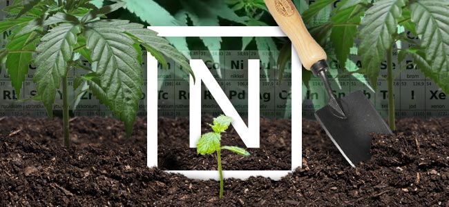 Nitrogen And Cannabis Plants Nitrogen And Cannabis Plants
