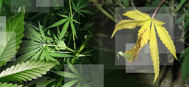 Nitrogen Deficiency Nitrogen Deficiency