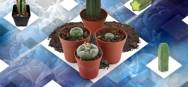 Cultivating Mescaline Cactus Cuttings Cultivating Mescaline Cactus Cuttings