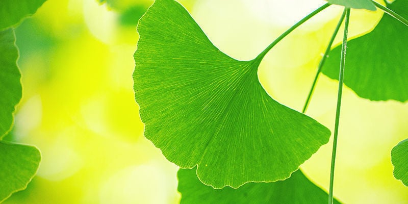 Ginkgo Biloba