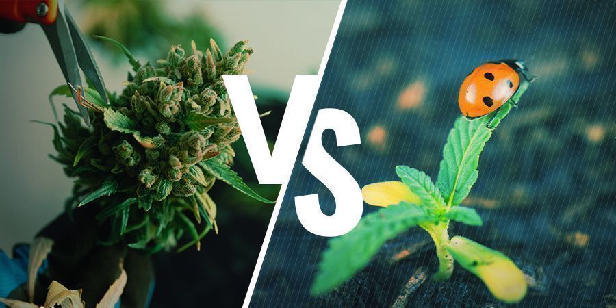 Pros And Cons Of Cannabis Regeneration