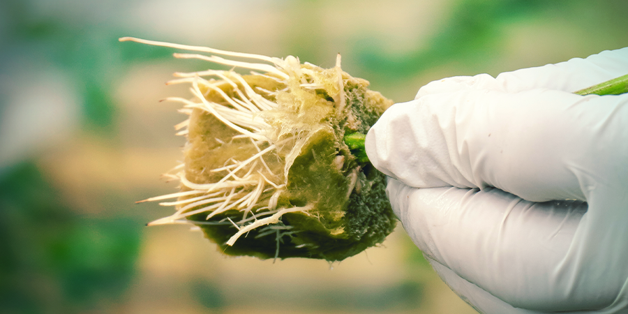 Why Clone A Cannabis Plant? WHY CLONE A CANNABIS PLANT?
