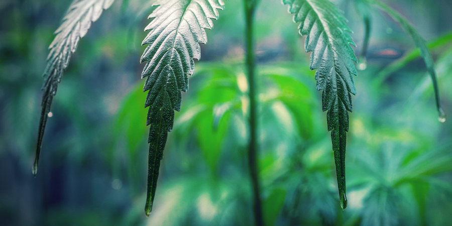 How To Take Care Of Your Cannabis Clones HOW TO TAKE CARE OF YOUR CANNABIS CLONES
