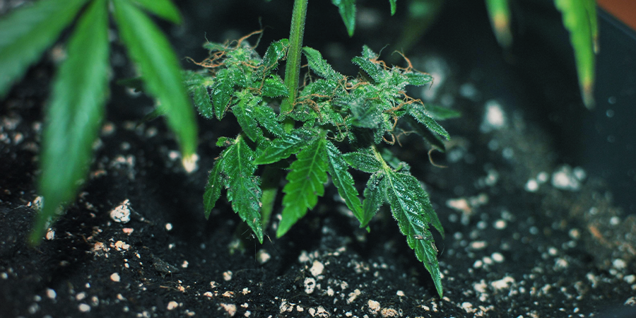 Unconventional Cloning-monster Cropping UNCONVENTIONAL CLONING-MONSTER CROPPING