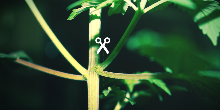 How To Defoliate Cannabis HOW TO DEFOLIATE CANNABIS