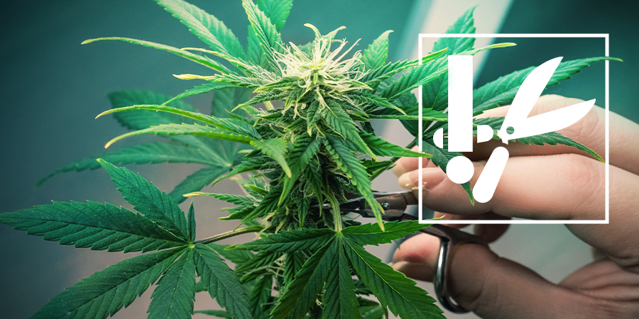 Cannabis Trimming Techniques and Tips Cannabis Trimming Techniques and Tips