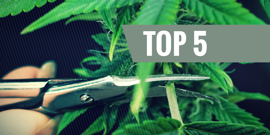 The 5 Most Common Trimming Techniques THE 5 MOST COMMON TRIMMING TECHNIQUES
