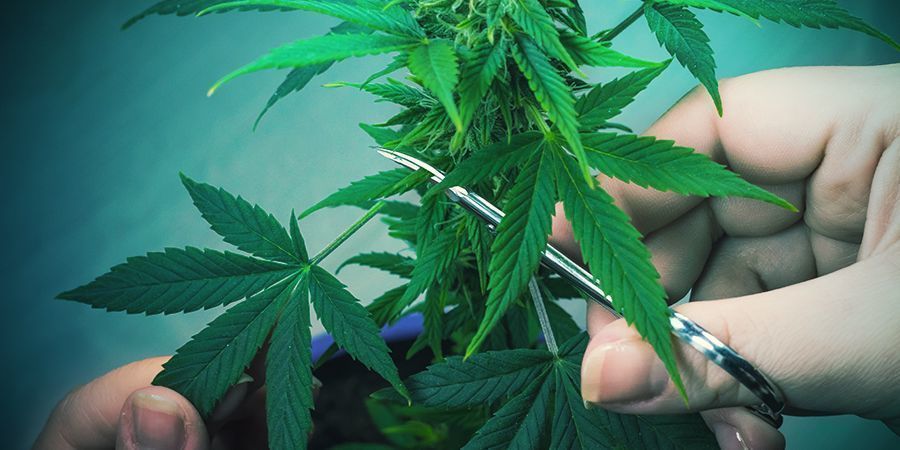TIPS ON HOW TO TRIM YOUR CANNABIS PLANTS