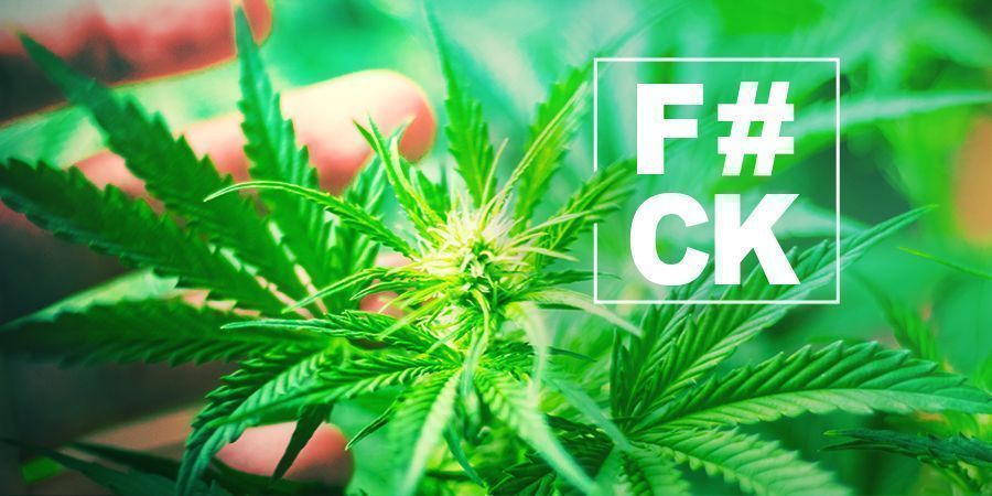 Fimming Cannabis: Everything You Need to Know