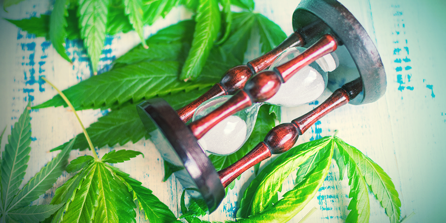 When To Lollipop Cannabis When To Lollipop Cannabis