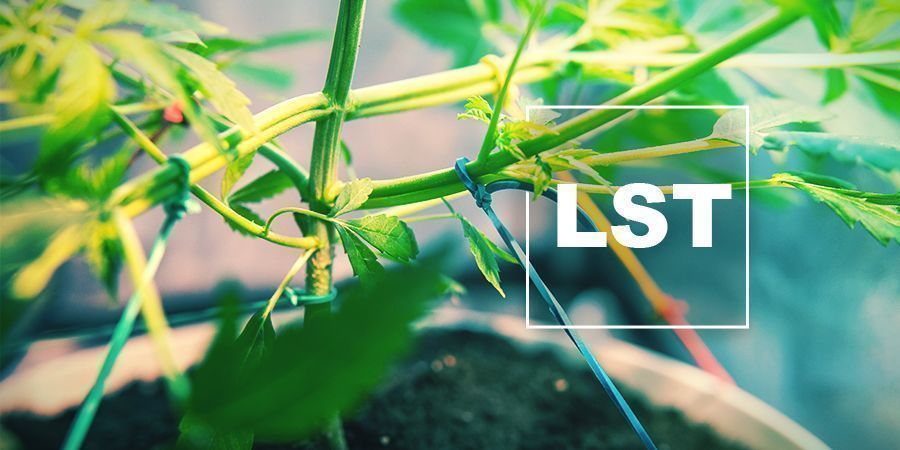 Kirkegård Eller senere fremstille How And When To Low Stress Train Cannabis Plants - How to grow weed