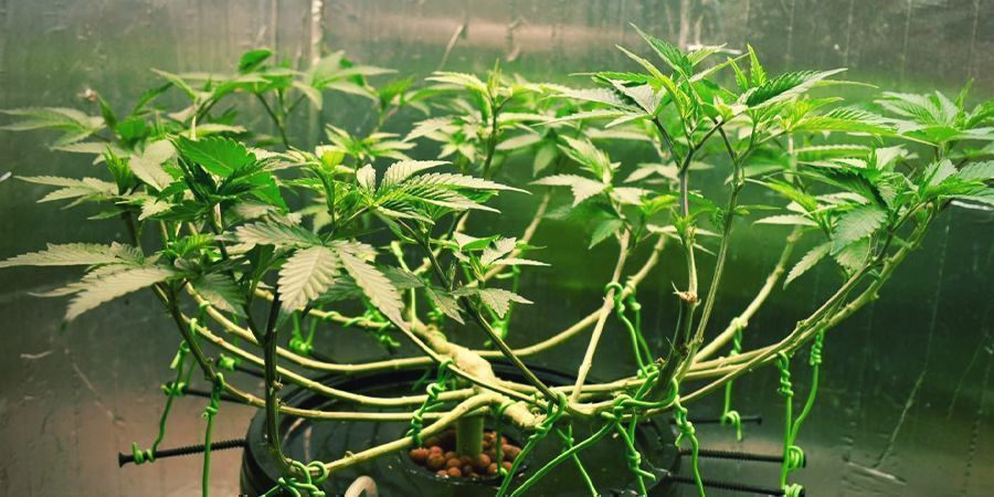 Kirkegård Eller senere fremstille How And When To Low Stress Train Cannabis Plants - How to grow weed