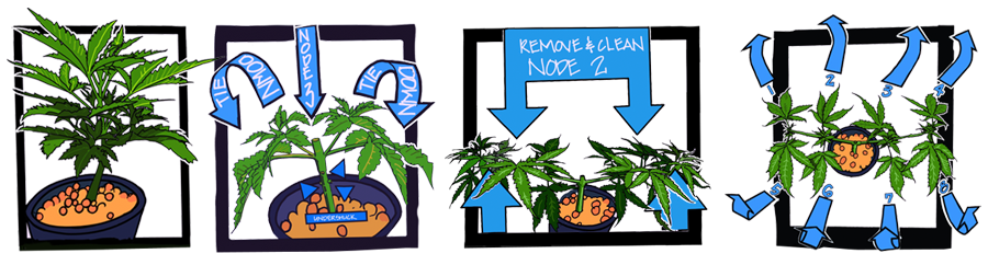 Main-Lining Cannabis MAIN-LINING CANNABIS