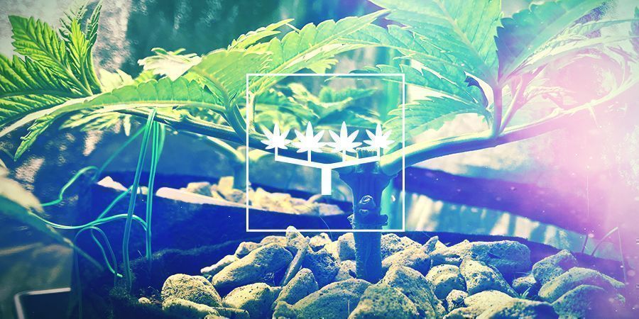 Main-lining Cannabis: Everything You Need To Know - How to grow weed