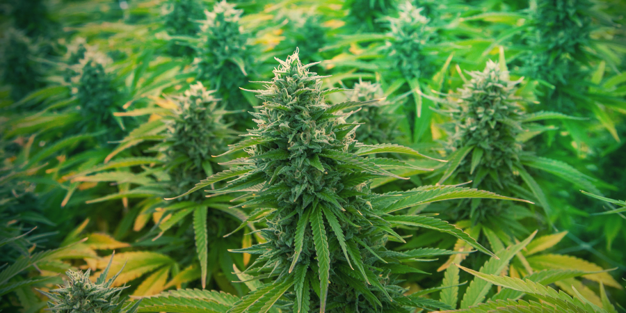 Advantages Of Monster Cropping Advantages Of Monster Cropping