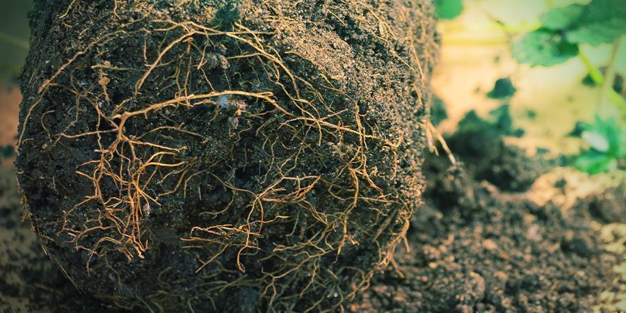 How to Prune Roots in Soil