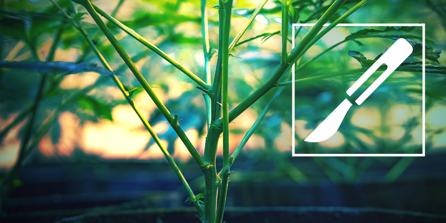 A Guide To Splitting Cannabis Stems A Guide To Splitting Cannabis Stems