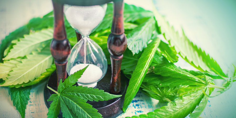 When To Split Cannabis Stems When To Split Cannabis Stems