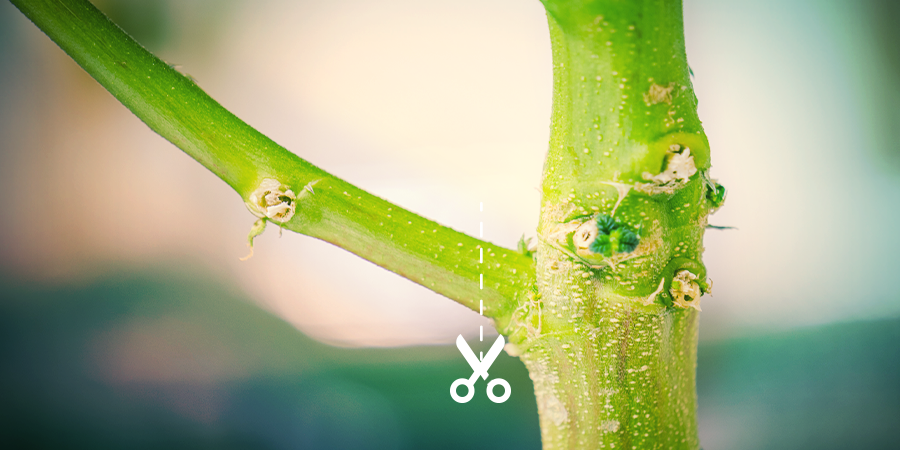 How To Split Cannabis Stems How To Split Cannabis Stems