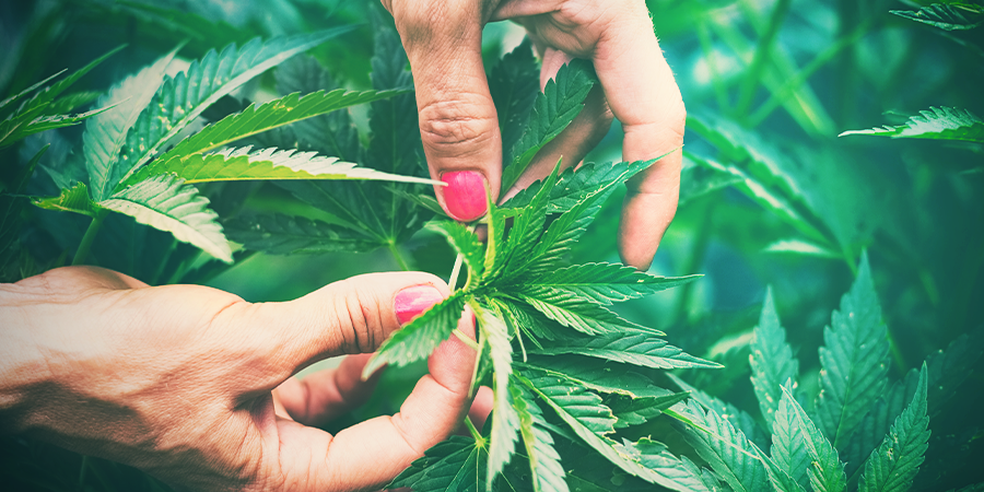 Benefits Of Supercropping BENEFITS OF SUPERCROPPING
