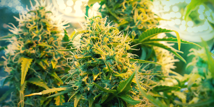 Benefits Of Topping Benefits Of Topping