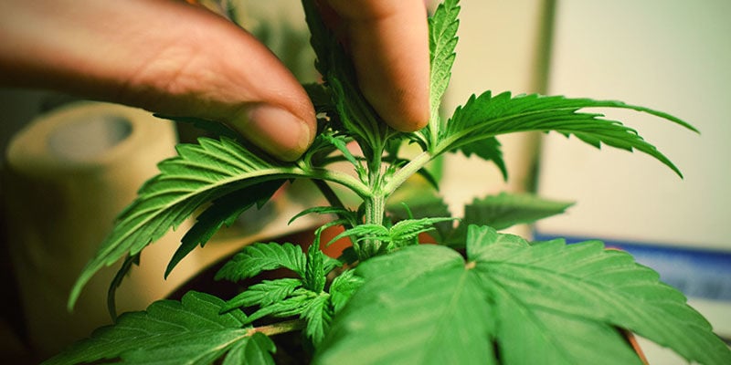 HOW TO TOP CANNABIS PLANTS