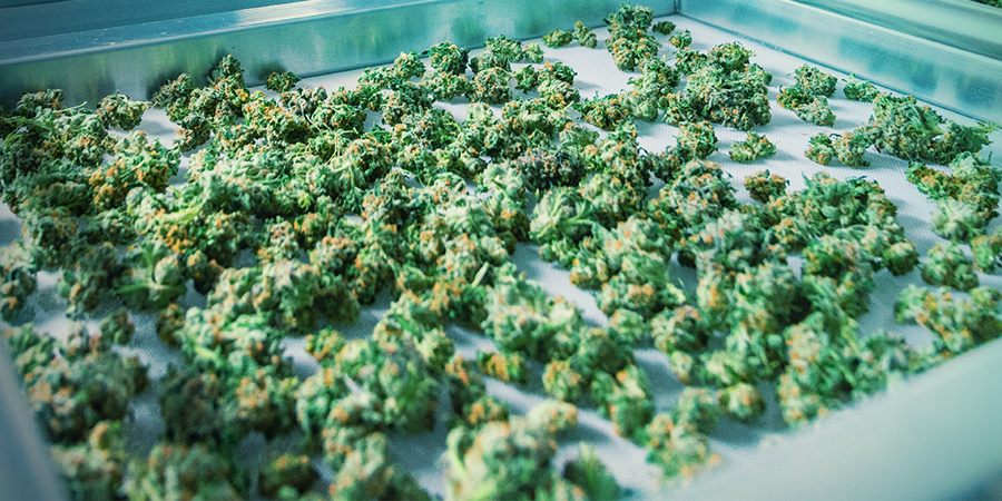 Advantages Of ScrOG Advantages Of ScrOG