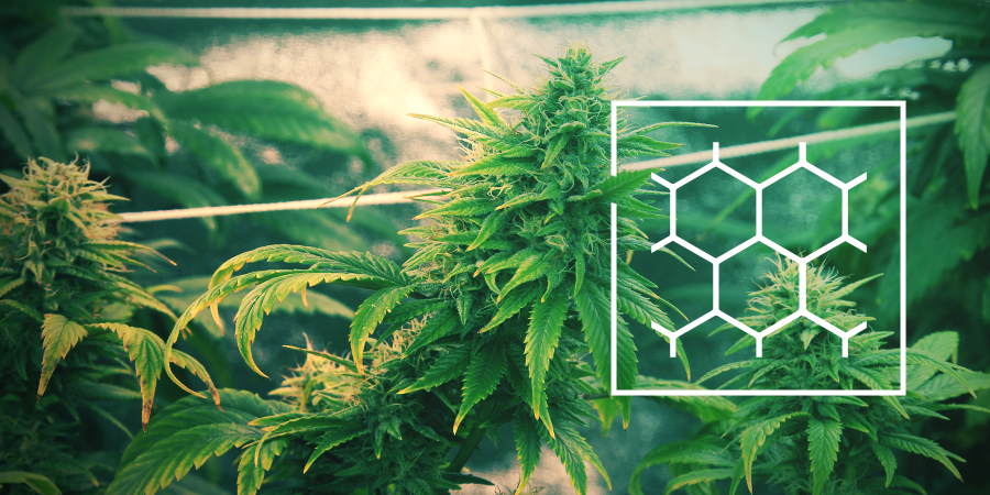 Cropping Cannabis ScrOG Style Cropping Cannabis ScrOG Style