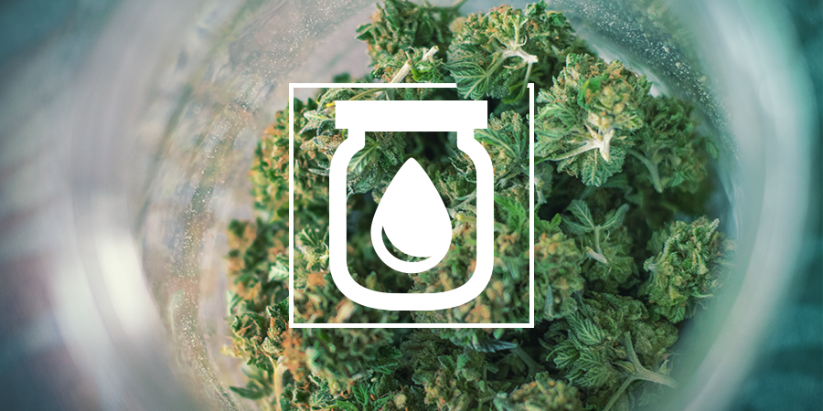 Water Curing Cannabis: What It Is And How to Do It Water Curing Cannabis: What It Is And How to Do It