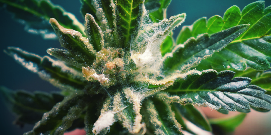 Bud Rot Water Cure Bud rot water cure