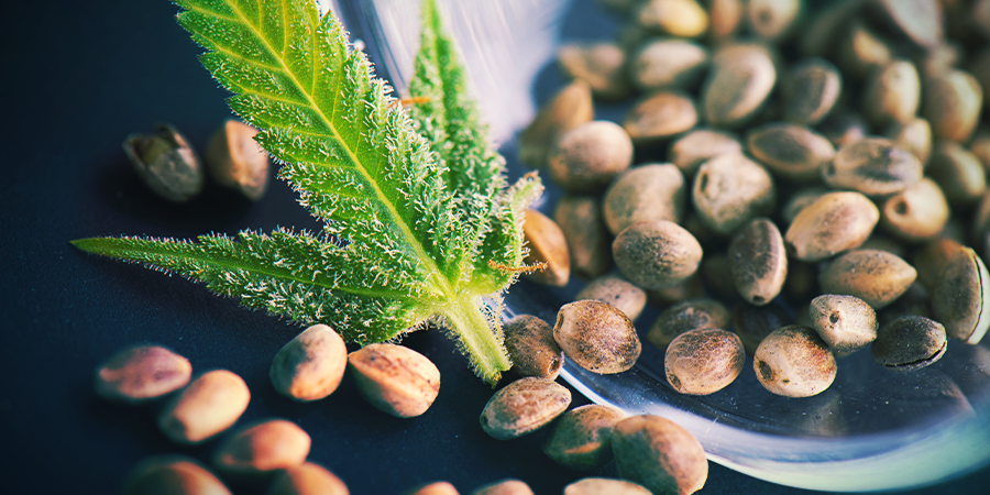 Regular Cannabis Seeds Regular Cannabis Seeds