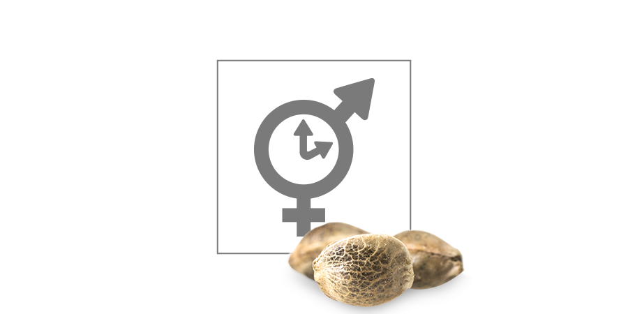 Top 10 Autoflowering Cannabis Seeds