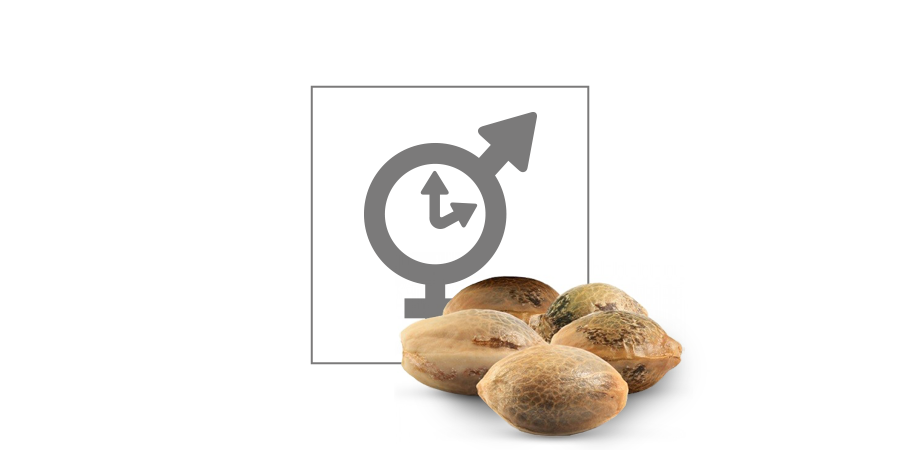 Top 10 Regular Cannabis Seeds