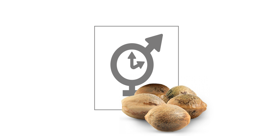 Top 10 Feminized Cannabis Seeds