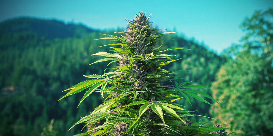 How To Recognise An Indica Cannabis Plant How To Recognise An Indica Cannabis Plant