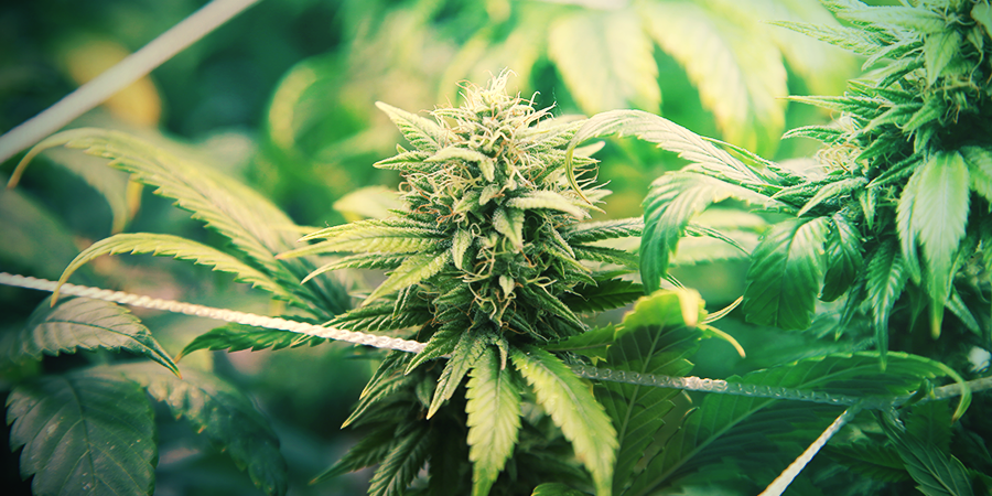 How To Grow An Indica How To Grow An Indica