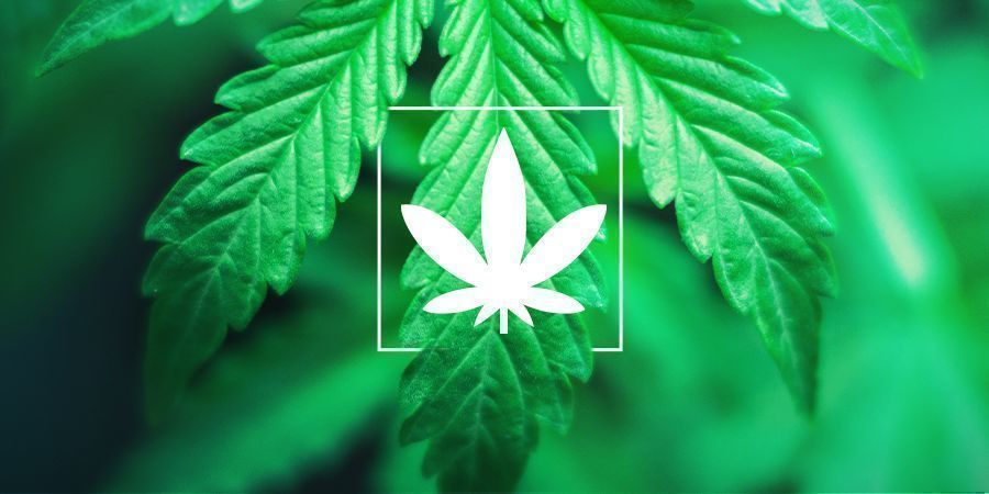 Indica Cannabis Leaf